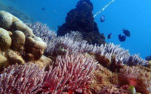 Rehabilitasi terumbu karang 3