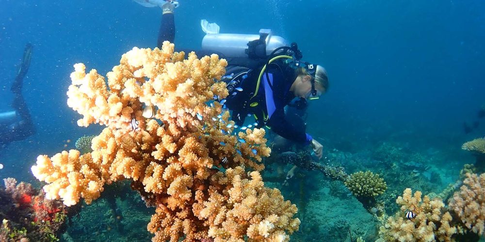 Adopt Baby Coral Installation by Diver